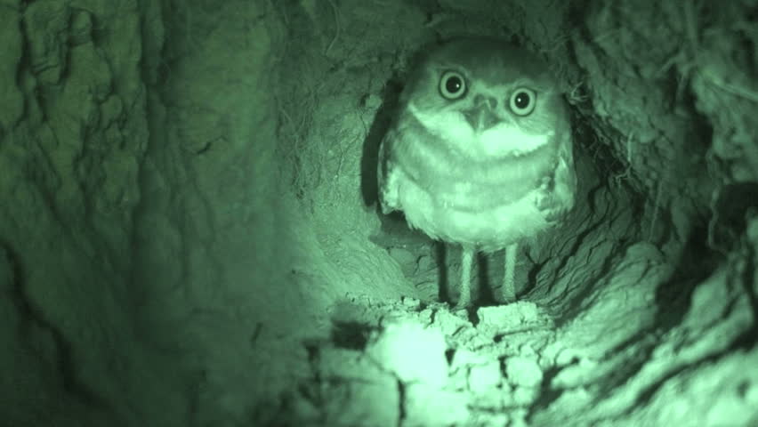 Burrowing Owl In Burrow