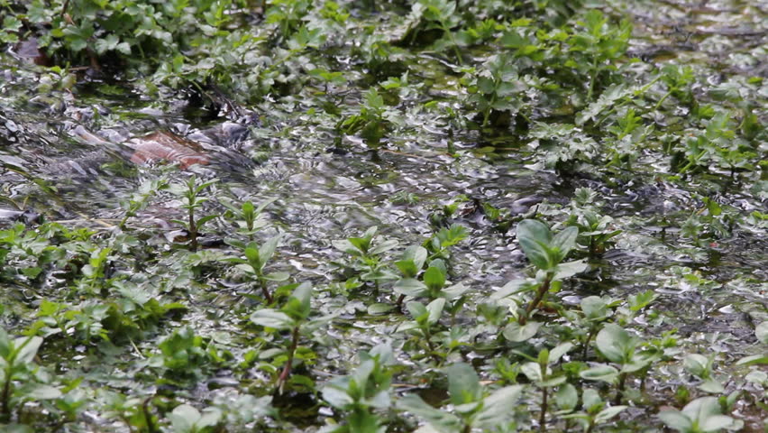 water flowing between green plants in a creek