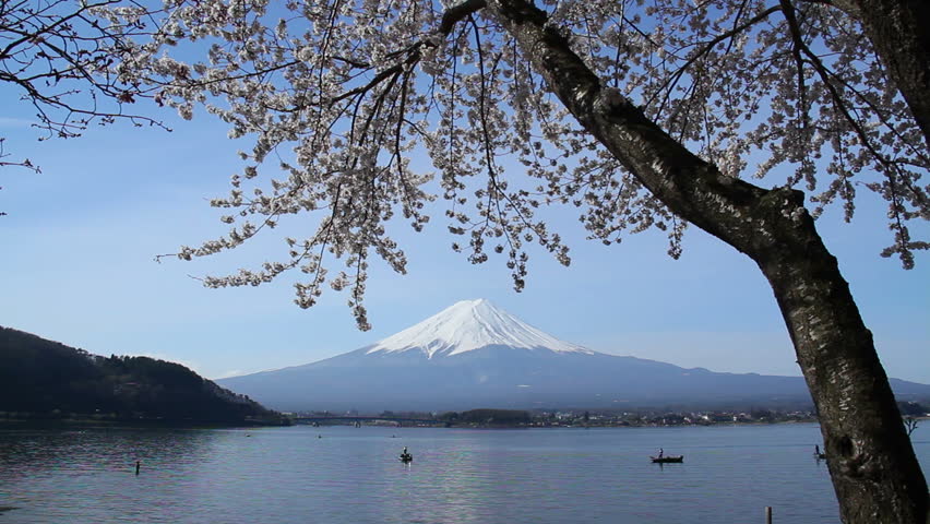 Cherry trees in bloom in foreground, Mt. Fuji in background