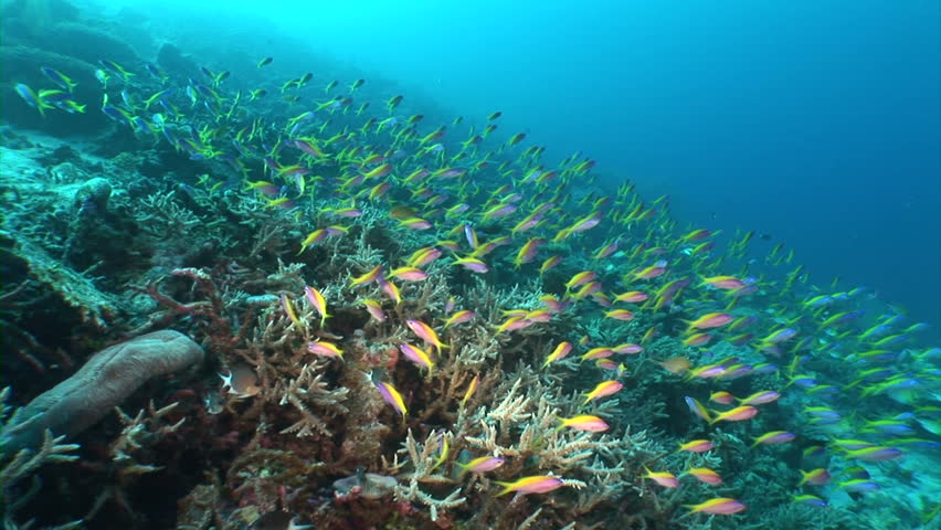 School of fish feeding among corals