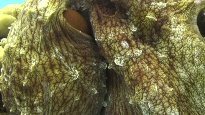 Reef octopus (octopus cyaneus) close up of body showing valve. Red Sea, Egypt.
