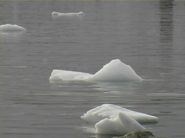 Gentoo Penguins (Pygoscelis papua) jumping on and off a small iceberg.