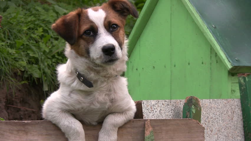 Dog reclined on a fence 1 