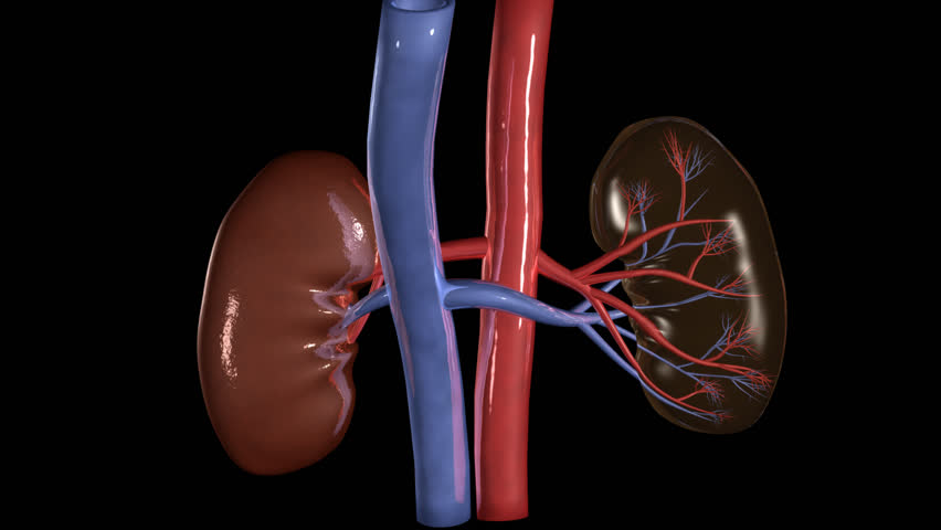 Kidney Rotation Loop