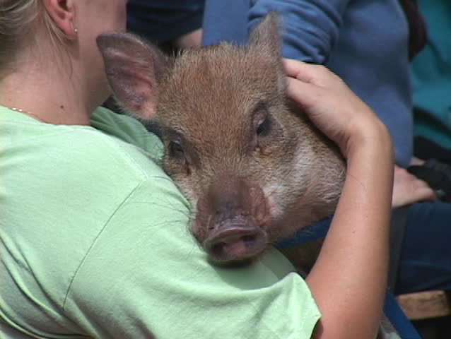 piglet in the arms of her human companion