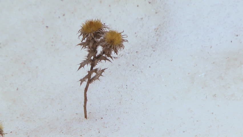 Withered plant. Lonely long-dead plants in the middle of the snowy wilderness.