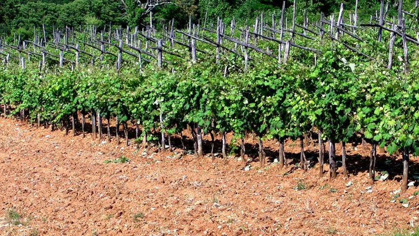 Vineyard in Karst region with some typical red soil  visible