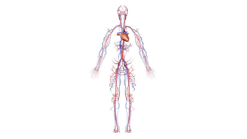 HD Circulatory System
