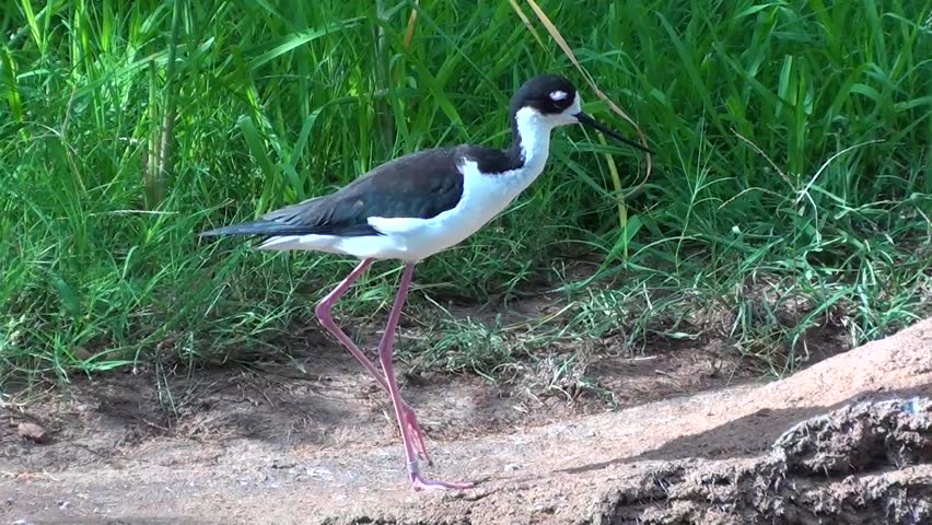 Footage of a Black Neck Stilt bird.