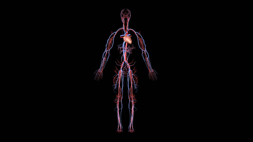 HD Arteries and Veins