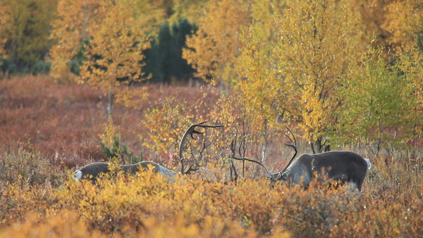 Reideer walking in the autumn landscape.
