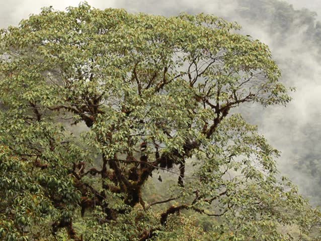 Bromeliad laden tree in cloudforest