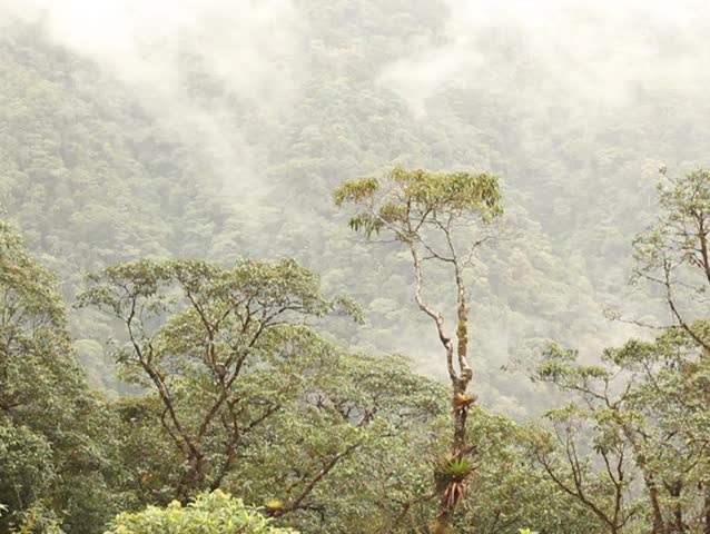 Bromeliad laden tree in cloudforest