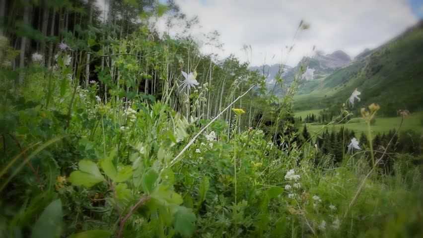 Colorado Mountains Summer Wildflowers Valley Aspen Meadow 