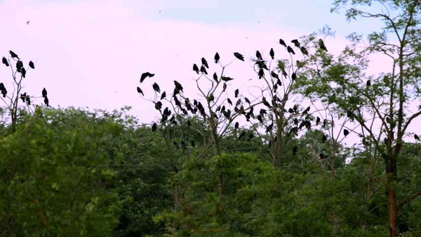 A flock of black crows. A large flock of black crows flying in the sky over the park and the line of electricity transmission. Four frame.