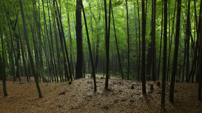 Bamboo forest in the evening. Time-lapse