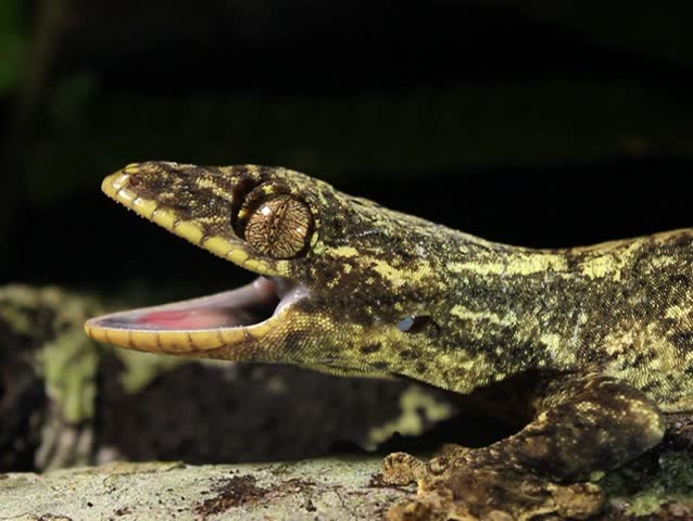 Turnip tailed gecko (Thecadactylus solimoensis). Giving threat display with open mouth PAL ASPECT RATIO
