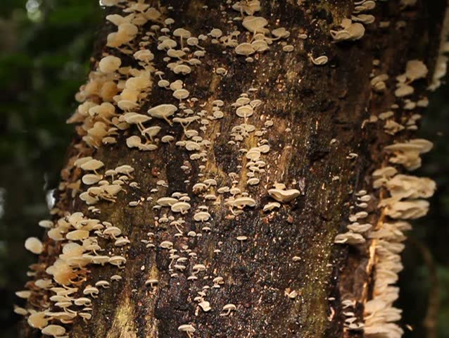 Dead tree trunk in rainforest covered in fungi, visited by fruit flies PAL ASPECT RATIO