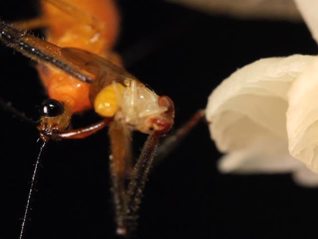 Assassin bug feeding on a fruit fly on a fungus covered trunk PAL ASPECT RATIO