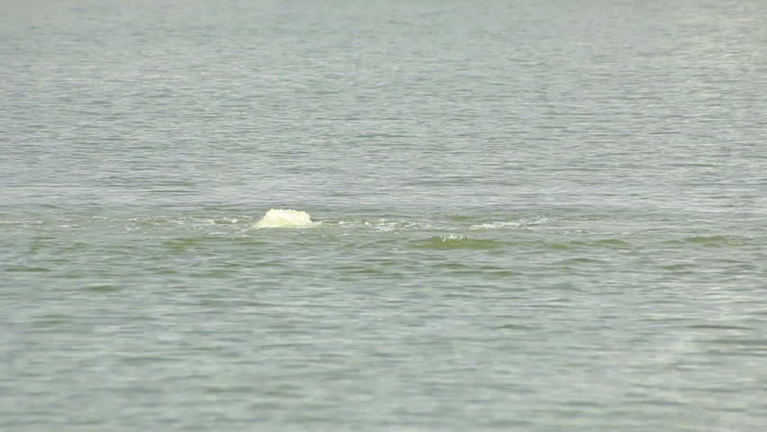 Water bubbles rapidly to the surface. Long shot.