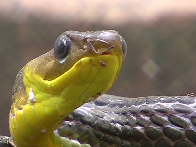 Amazonian whipsnake (Chironius carinatus) protruding its tongue