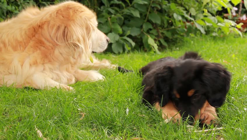 Young cute pet with adult one