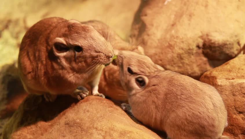 Mouses eating