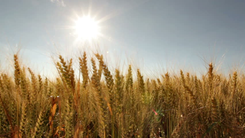 dolly shot wheat field close with sun