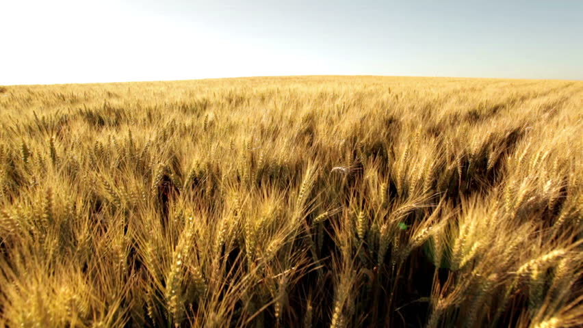 crane shot over ripe wheatfield in afternoon sun 