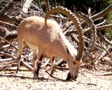 ibex deer wild animal  