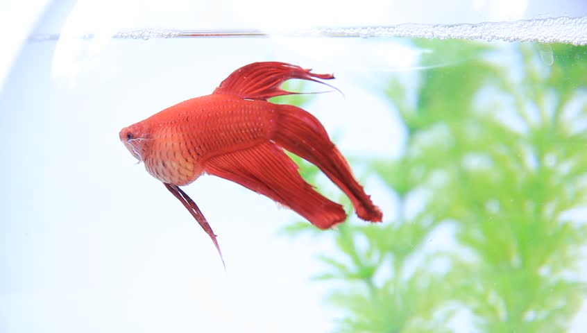 Red Siamese fighting fish under water