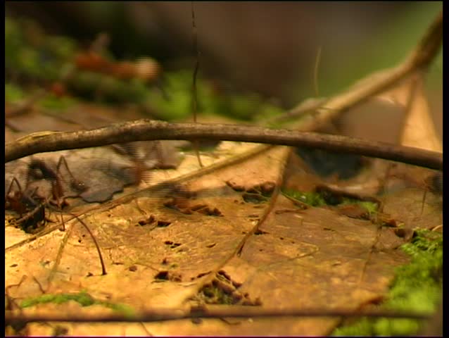 Trail of army ants on the forest floor