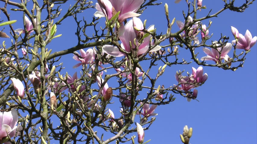 Magnolia blossoms in the wind
