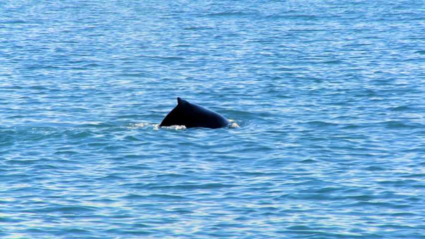 Iconic tail of humpback whale swimming in clear icelandic waters 60 FPS