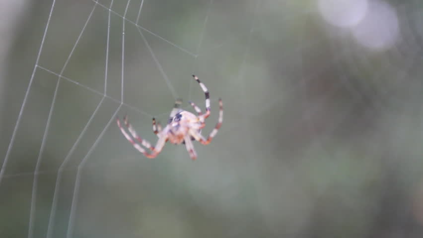 spider spins a web