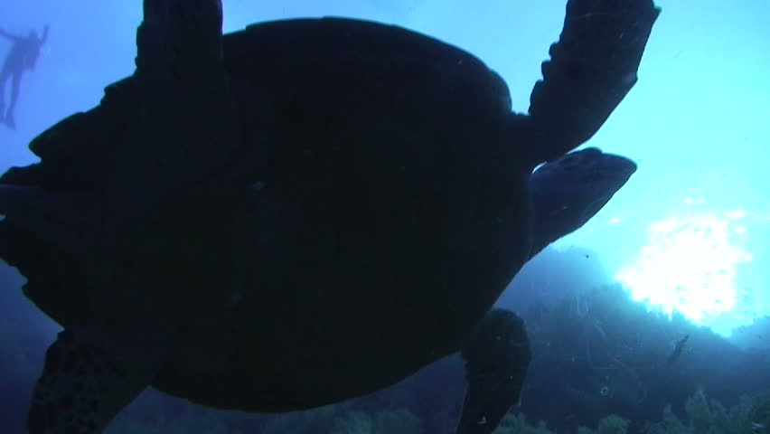 Hawksbill turtle (Eretmochelys imbricata). High angle view of an adult male, feeding on soft corals. Red Sea, Egypt.