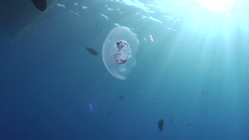 Moon jellyfish (Aurelia aurita) with sunrays.