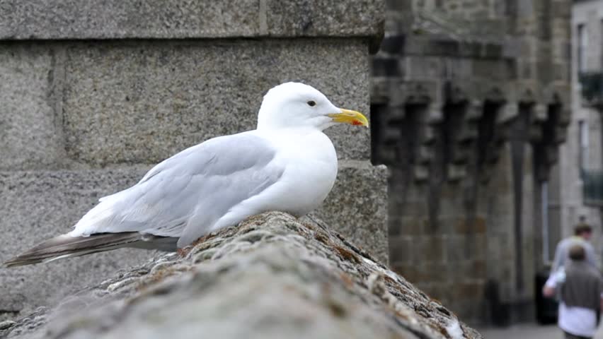 Seagull sitting on wall