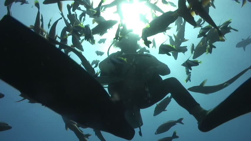 Diver surrounded by fish