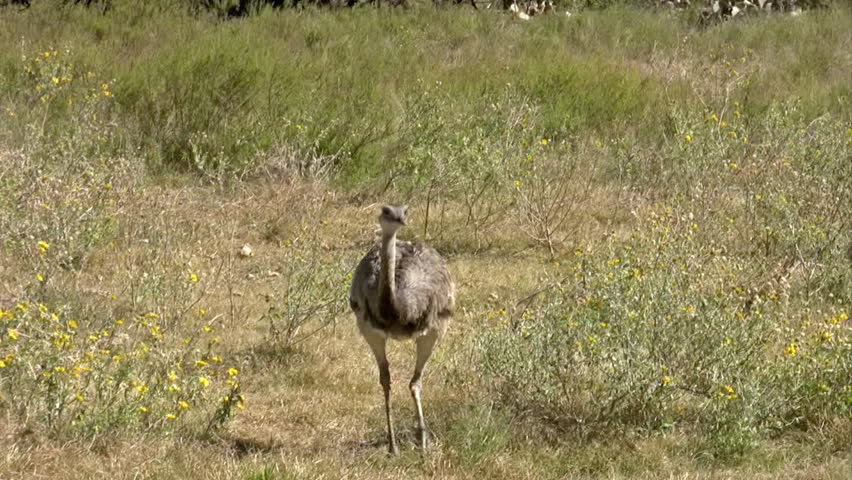Video of a large bird called a Rhea from South America. Fourth largest bird in the world. Can run up to 40 mph. South Texas wildlife preserve. 