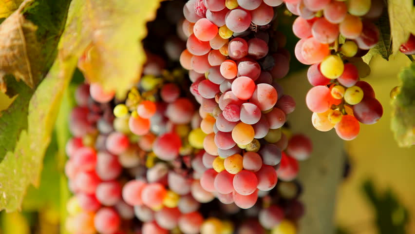 First-class grapes grown for wine production. 
