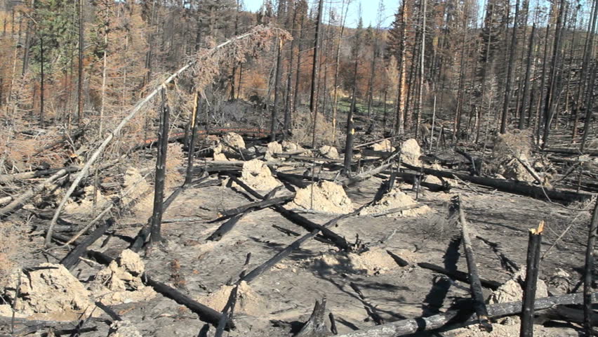pan of devastation from british columbia canada forest fire 