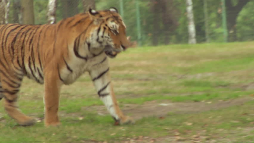 A tiger