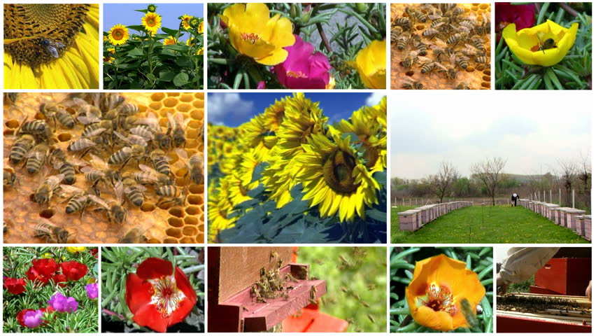 Montage of clips arranged in multi-screen, showing honey production, honeybees on flowers and in the beehives.