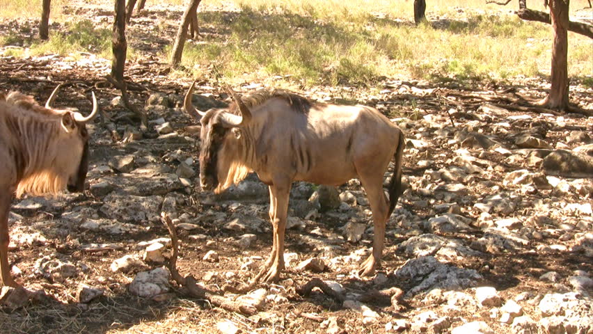 Video of a Wildebeest from Africa. One of the more dangerous and aggressive wild animals. Very large animal in the antelope family. Standing.  In Texas wildlife preserve. 