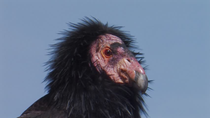 A head shot of an adult male California Condor complete with ruff.