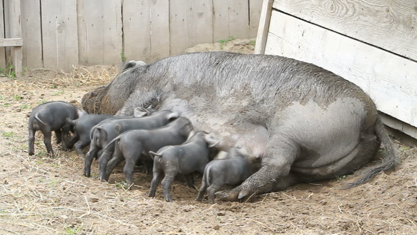 Young baby pigs running and eating on mother sow as she lays on ground, fast motion time-lapse. The piglets are fighting over her nipples for nourishment and food. Very large female pig sow. Farm