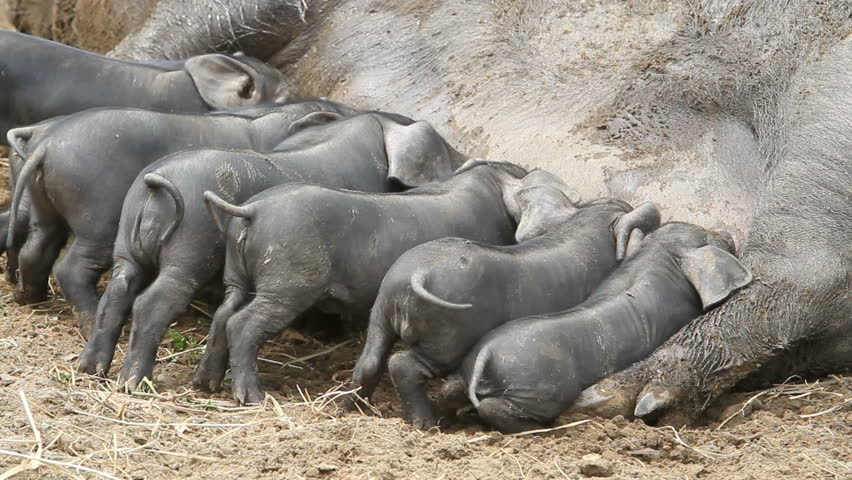 Young pigs eating on the mother sow as she lays on the ground. The piglets are fighting over her nipples for nourishment and food. Not yet weaned. Very large female pig sow. Farm.