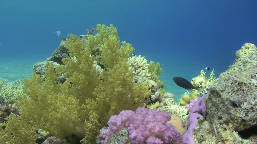 Soft Coral Garden. Ras Mohammed National Park, Red Sea, Egypt