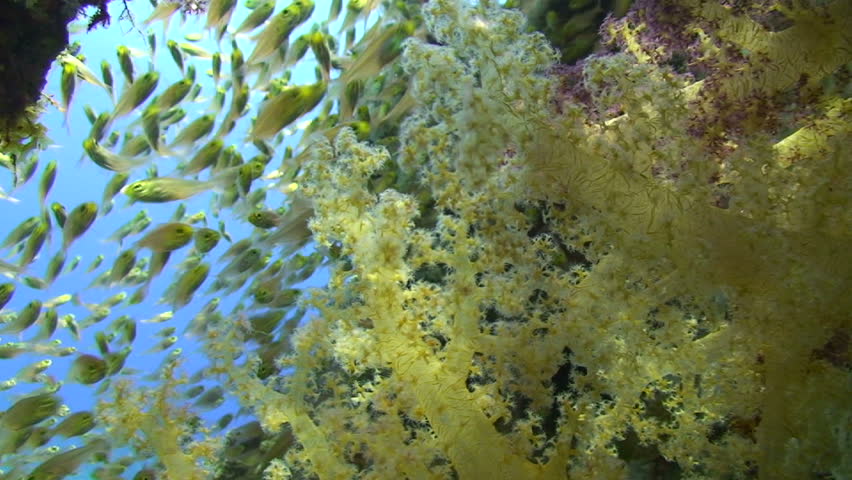 Soft coral and school of glass fish, Focus on foreground